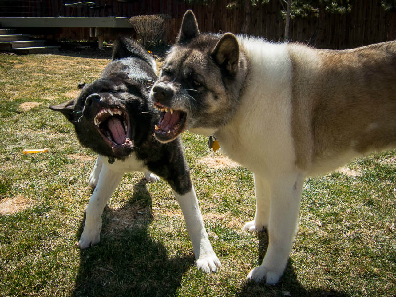 Aggression dog training